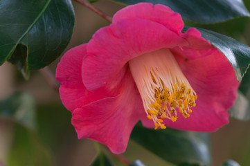 Bishamon-do camellia, Yamashina-ku, Kyoto