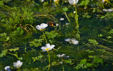 Aquatic ranunculus flowers pollinated by bees.