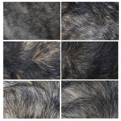 set close up gray dog skin for animal pattern have path