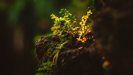 Moist Green Moss Growing near a Waterfall Close-up’s fresh clean waterfall surrounded by green moss covered rocks. Nature close up background