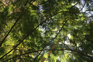 Fototapeta premium fondo verde de vegetacion natural 