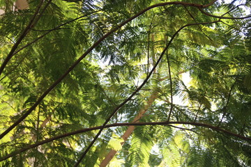 Fototapeta na wymiar fondo verde de hojas y ramas de arbol