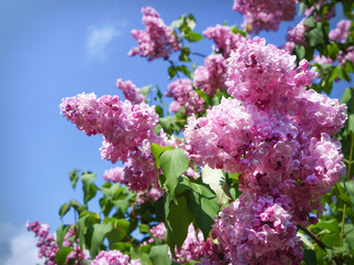 Bright spring flower background. Flowering branch of lilac in the spring garden, close up, soft focus