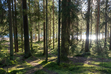 Fototapeta premium Shining pond behind the trees in forest