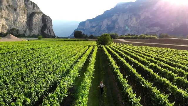 Aerial scenery view of Happy hipster girl in hat enjoying eco tourism and recreating on rural area plantation with cultivating grape in vineyards.Slow motion of female tourist running in piedmont rows
