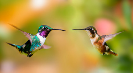Male (left) and female (right) of the white-bellied woodstar (Chaetocercus mulsant)