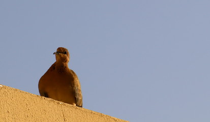 pigeon and the blue sky