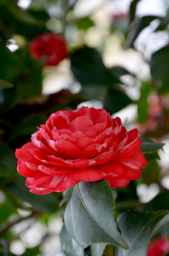 japanese camellia beautiful red flower in the garden close up 