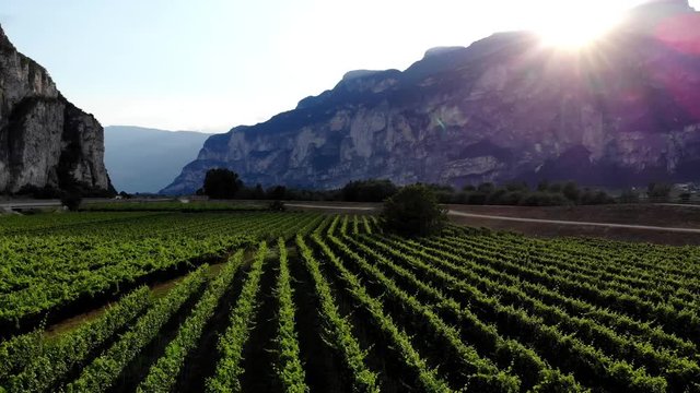 Aerial scenic view of beautiful rural land with growing bushes of green grape in vineyard located in valley between high mountains with specific climate for cultivation. Bird's eye view of plantation