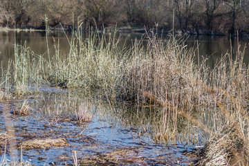 River cane stalks in water ponds in the winter 