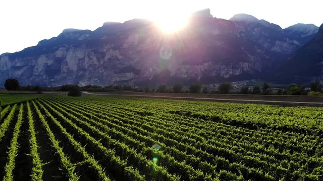 Birds eye view of beautiful sunset in mountains valley with farmland plantation of eco cultivated grape in Italian village.Aerial view of scenic piedmont vineyard  straight rows with lush green bushes