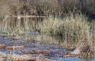 River cane stalks in water ponds in the winter 