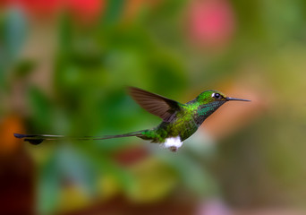 Fototapeta premium Booted Racket-tail (Ocreatus underwoodii) in the colombian forest