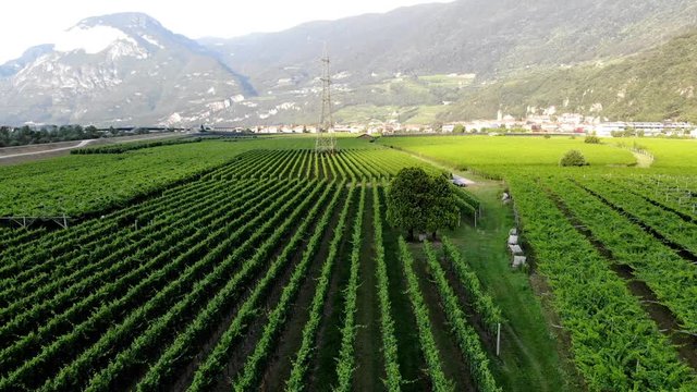 Birds eye view of beautiful sunset in mountains valley with farmland plantation of eco cultivated grape in Italian village.Aerial view of scenic piedmont vineyard  straight rows with lush green bushes