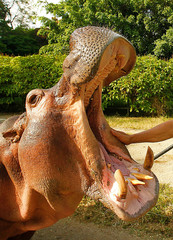 a hypopotamus in an animal rescue center