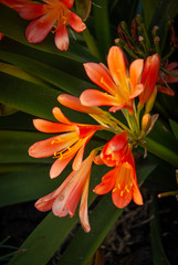 Natural flowers in a garden