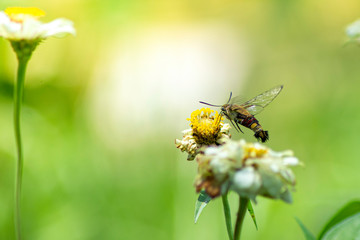 Wild flowers of clover and butterfly in a meadow in nature in the rays of sunlight in summer in the spring close-up of a macro. A picturesque colorful artistic image with a soft focus