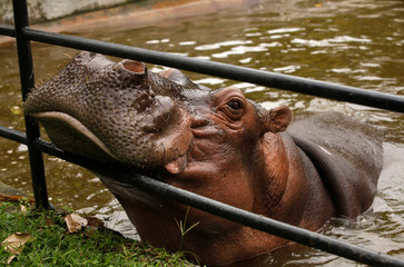 a hypopotamus in an animal rescue center