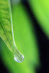 Close up of a water drop on green leaf with green background.