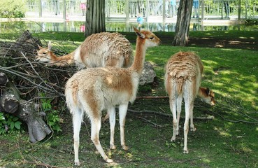 Wildlife animals at Schönbrunn zoo Vienna