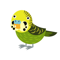 Cartoon australian animal bird parrot on white background illustration