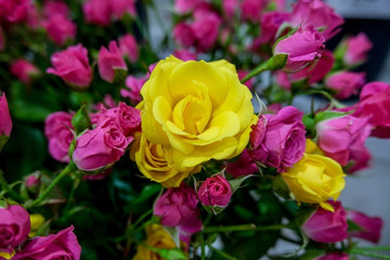 Pink and yellow roses in flower market..Beautiful pink and yellow floral background. Concept of holiday, presents, flower shop.