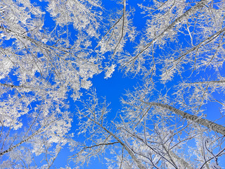 Winter forest on a blue sky background, photo from below, beautiful winter fairy tale in the forest.