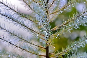pine branch with dew drops, selective focus