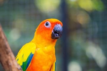 Beautiful parrot bird, Sun Conure on tree branch. Colorful portrait bird. sun conure, is a medium-sized, vibrantly colored parrot native to northeastern South America