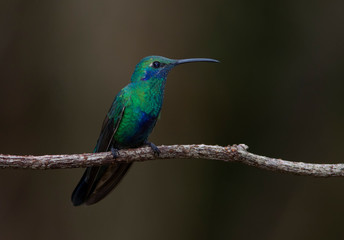 Mexican violetear (Colibri thalassinus) in the colombian mountains