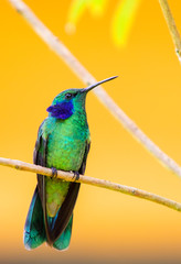 Sparkling violet-ear (Colibri coruscans) in the colombian forest