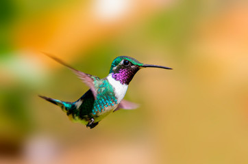male of the white-bellied woodstar (Chaetocercus mulsant) © GuillermoOssa