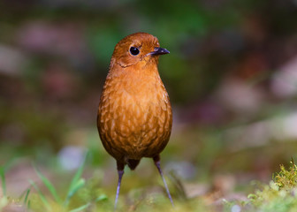 rufous antpitta (Grallaria rufula) in the colombian forest