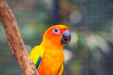 Beautiful parrot bird, Sun Conure on tree branch. Colorful portrait bird. sun conure, is a medium-sized, vibrantly colored parrot native to northeastern South America