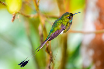 Booted Racket-tail (Ocreatus underwoodii) in the colombian forest