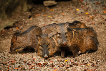 A family of collared peccary (Pecari tajacu) or musk hog