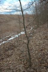  last snow on beautiful field grass