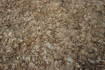 fallen brown leaves on dry grass at the end of winter after snow melts