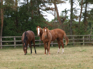 Obraz premium Three Young Horses