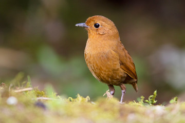 rufous antpitta (Grallaria rufula) in the colombian forest