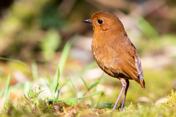 rufous antpitta (Grallaria rufula) in the colombian forest