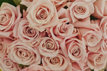 Set of bouquet of pink rose background