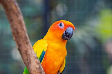 Beautiful parrot bird, Sun Conure on tree branch. Colorful portrait bird. sun conure, is a medium-sized, vibrantly colored parrot native to northeastern South America