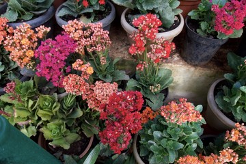 Glass House flower garden 