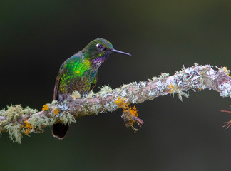 Tourmaline Sunangel (Heliangelus exortis|) in the colombian jungles