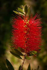 Natural flowers in a garden