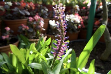 Glass House flower garden 