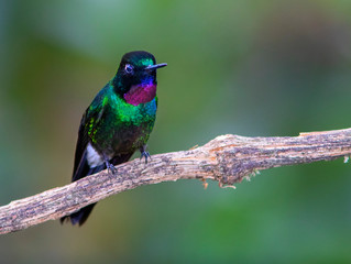 Tourmaline Sunangel (Heliangelus exortis|) in the colombian jungles