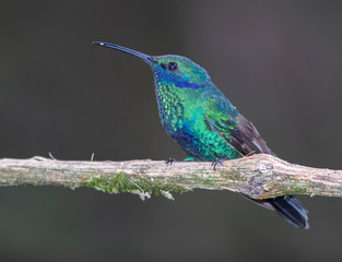 Mexican violetear (Colibri thalassinus) in the colombian mountains