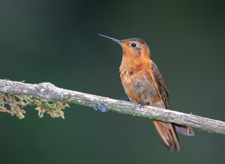 Shining Sunbeam (Aglaeactis cupripennis)